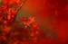 CRW_0057_JFR