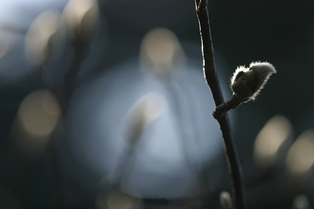CRW_0080_JFR