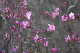 image0021