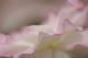 image0052