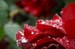 CRW_0016_JFR